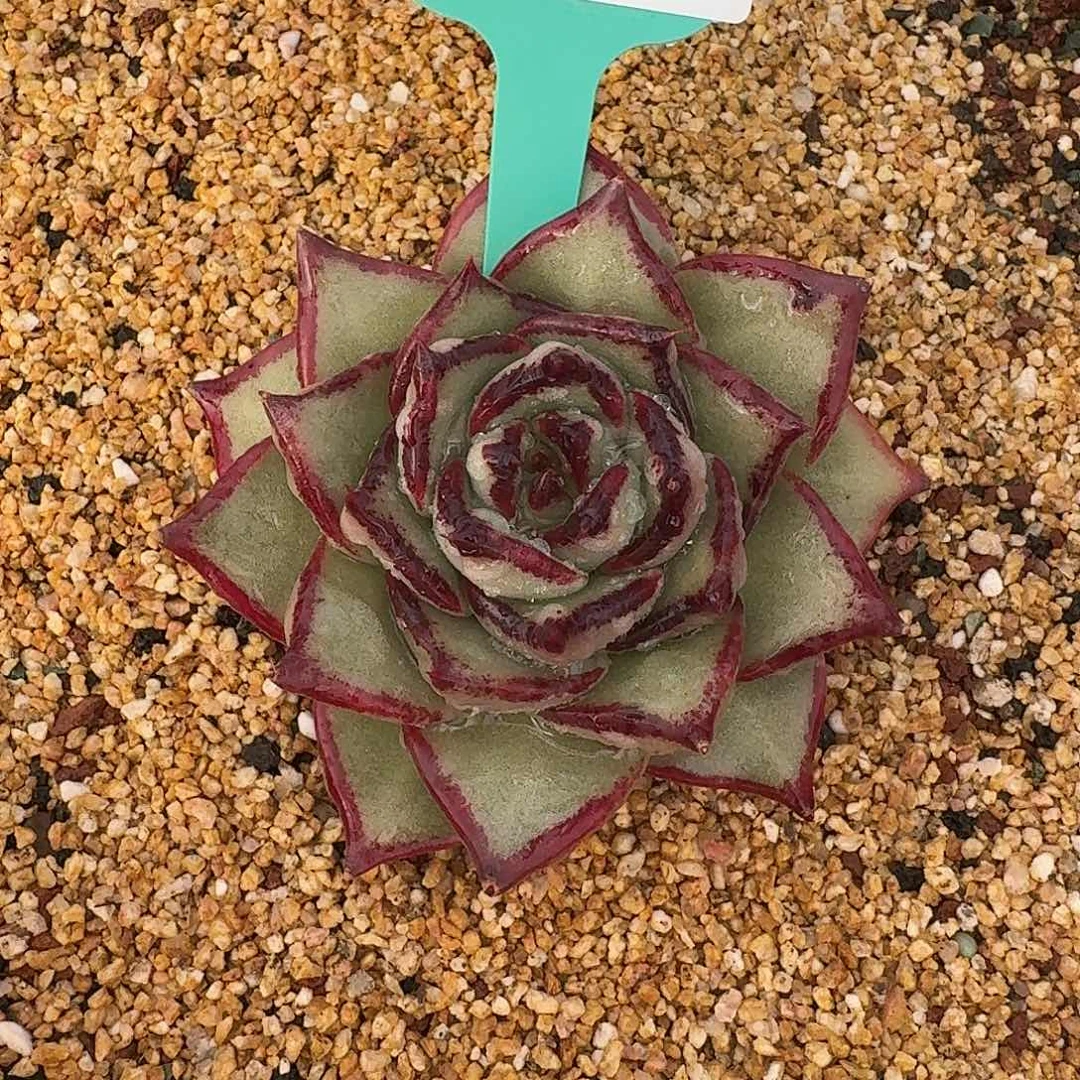 从前慢花园多肉0130-19