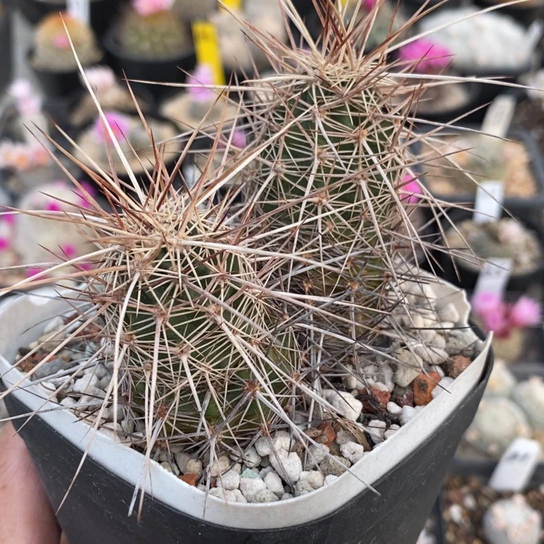 萌*妹犰狳专拍………………