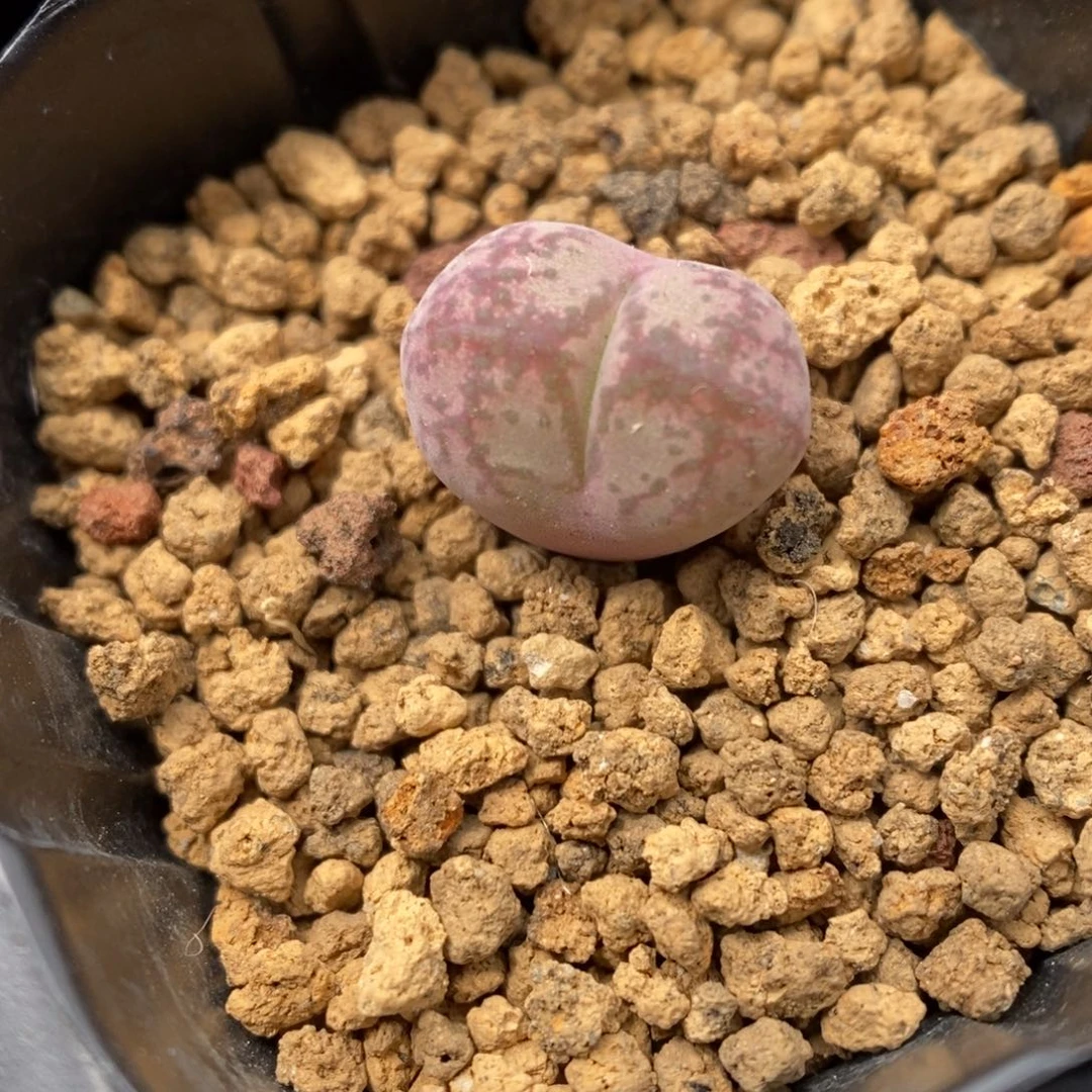 多肉植物肉锥杂交K-3497 风铃杂