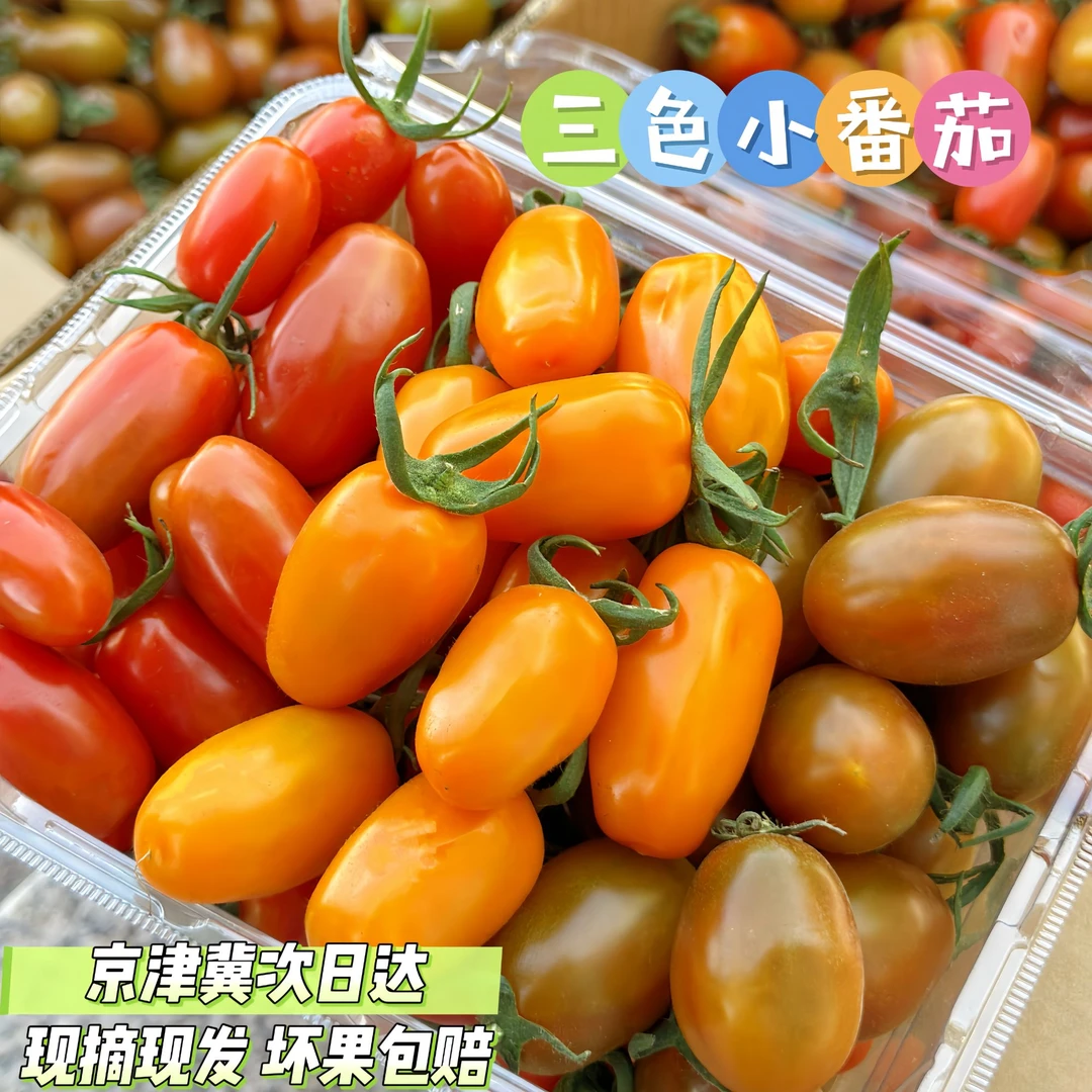 【三色小番茄】现采现发2斤净重 纯净菜系列 次日达 新鲜番茄同城送番茄同城配河北省