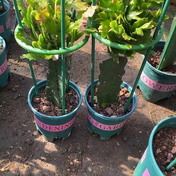 北***方完全开放028 荷花仙子