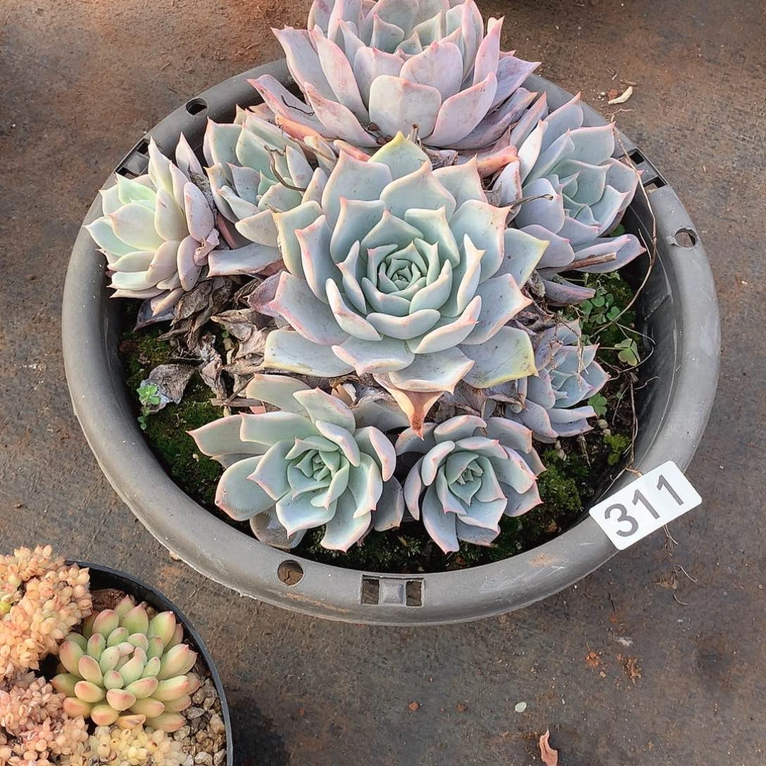 311路西哪 一物一拍多肉