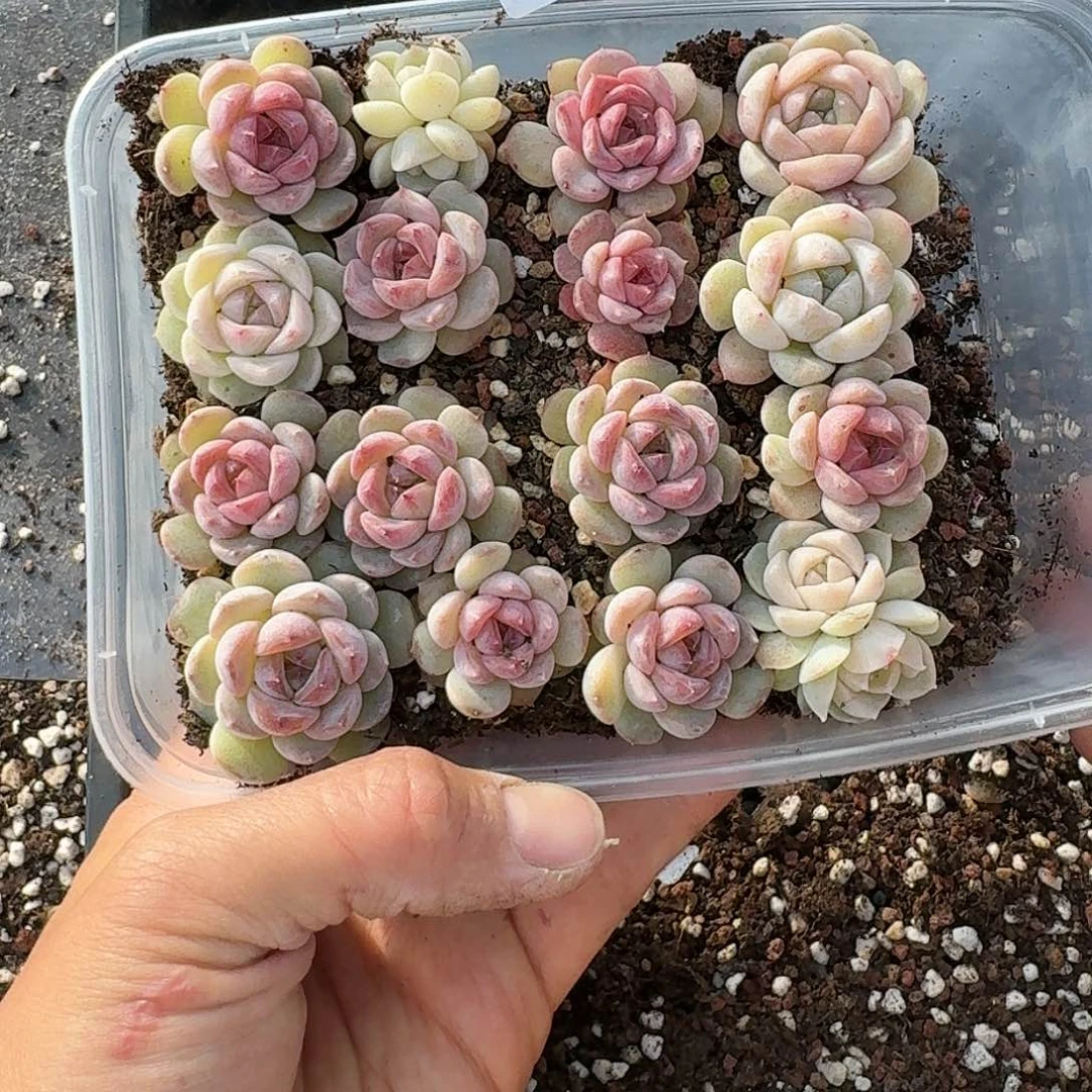 杂交新品珍妮多肉297