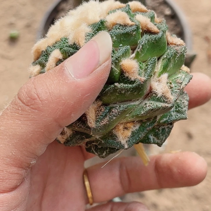 ?****本辛顿牡丹三角嫁接