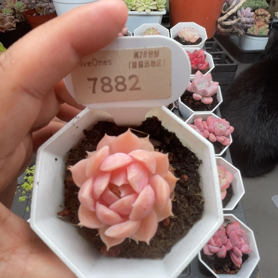 7882苯巴蒂斯 4.0厘米