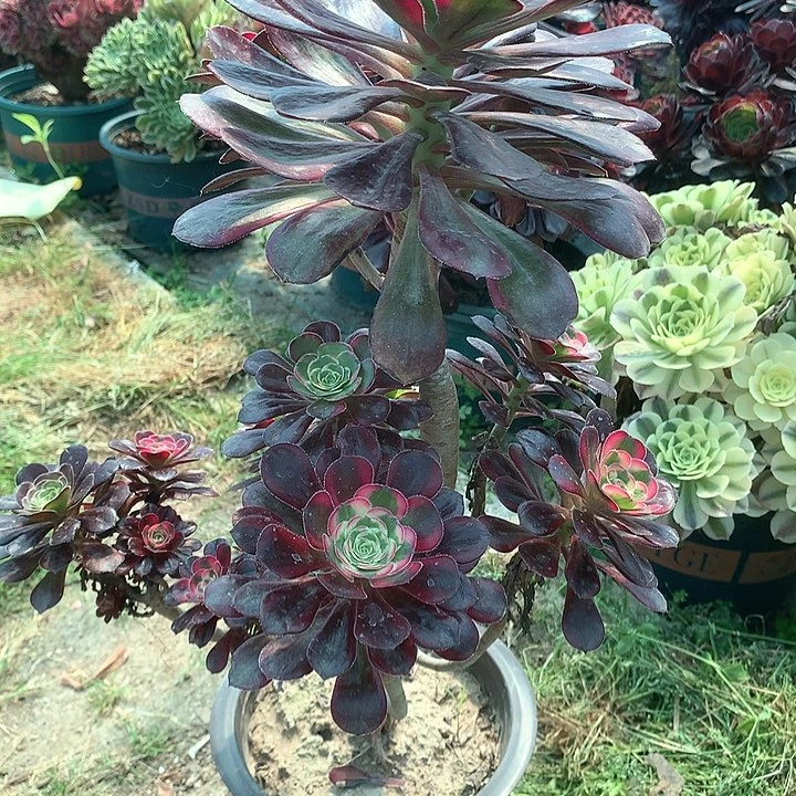 109丽娜多肉植物保护