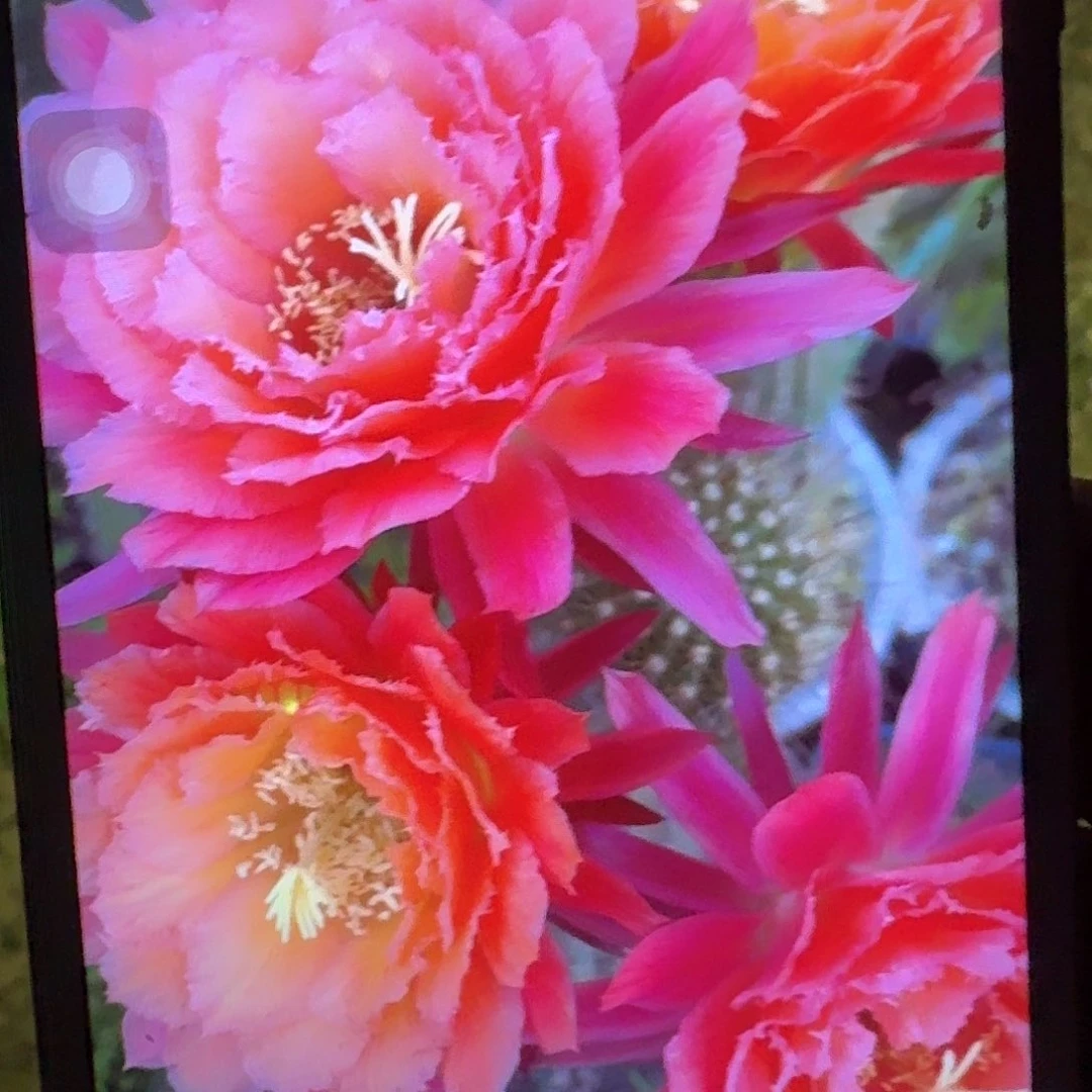 牛牛根冠服7公分左右毛花柱