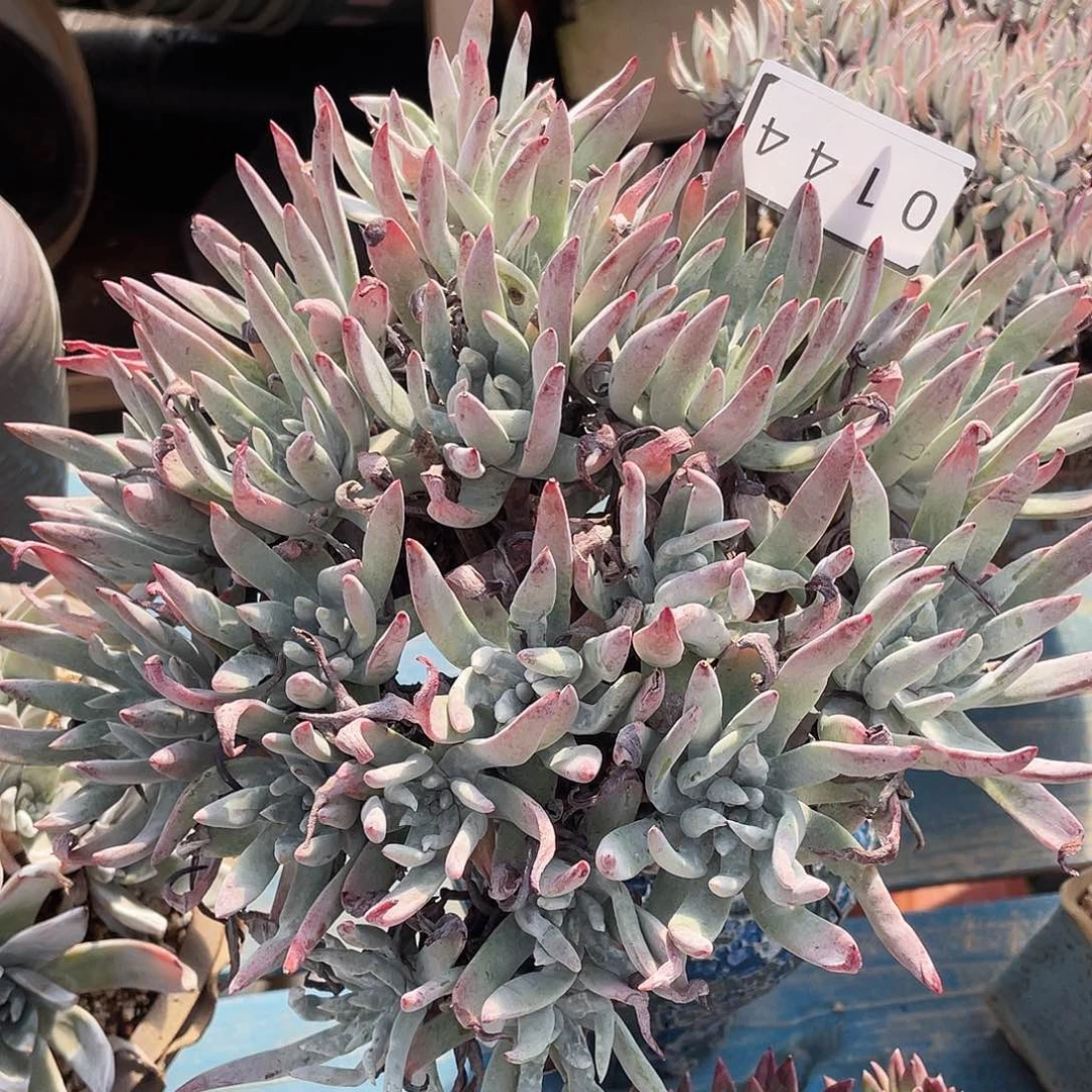 大老桩多头海瑟老桩0144