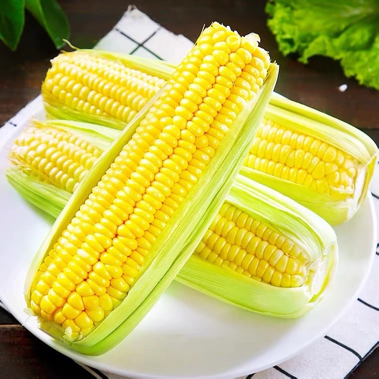 【今天拍，明天到】新鲜水果玉米整箱甜糯玉米新鲜棒子带皮糯黏苞谷米生吃2500g±100g介意勿拍水果玉米云南省