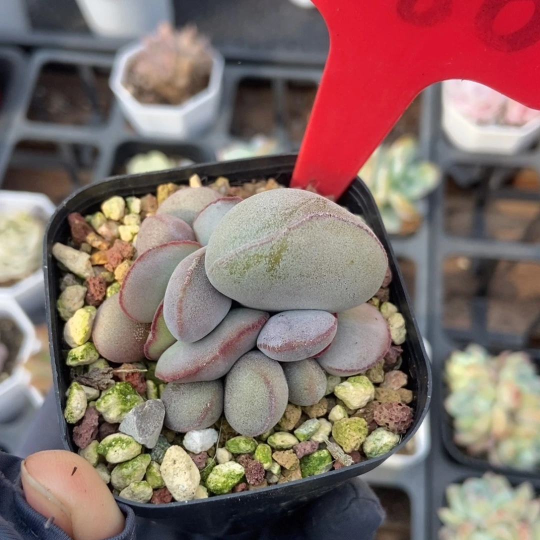 780红蛋多肉植物保护