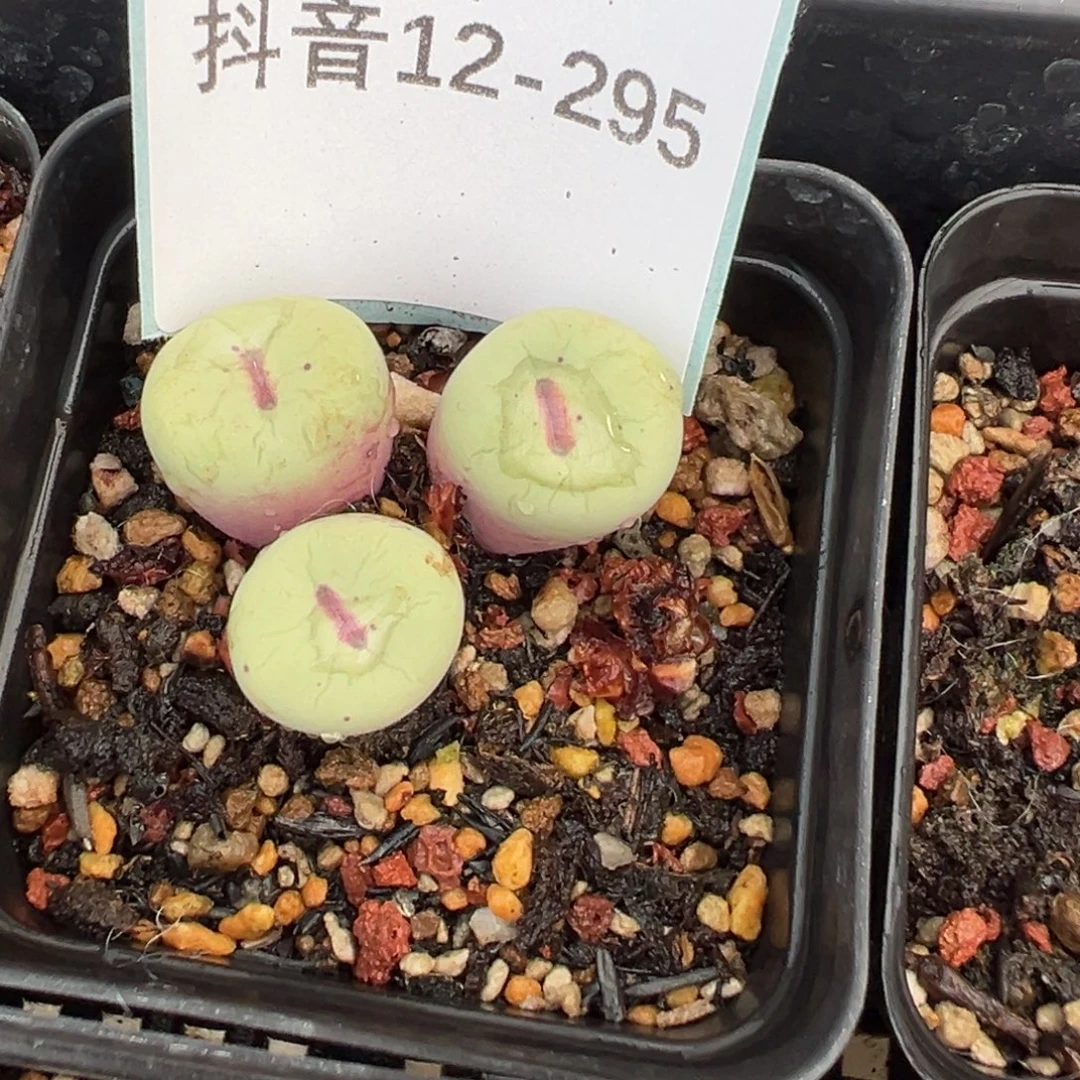 12-295肉锥多肉植物