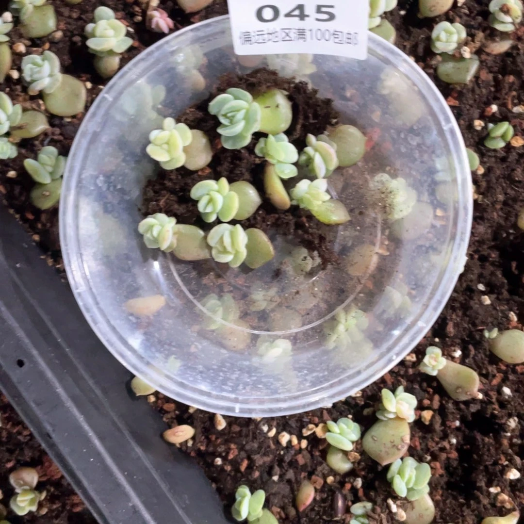 风花雪月量拍一份9颗045
