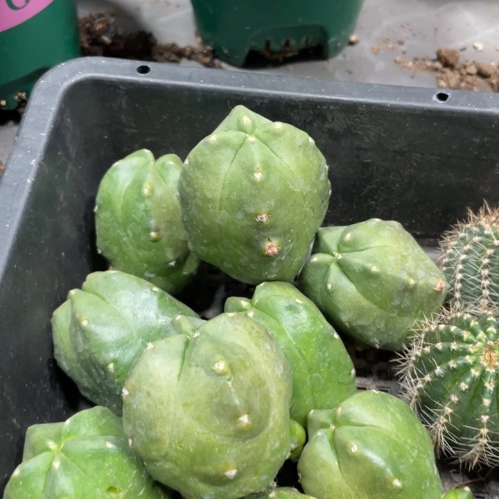 郎3新品侧芽一个9.99