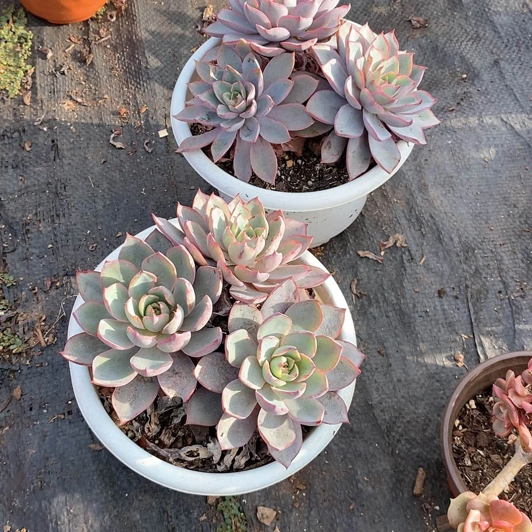 如****赫拉2盆3头多肉植物