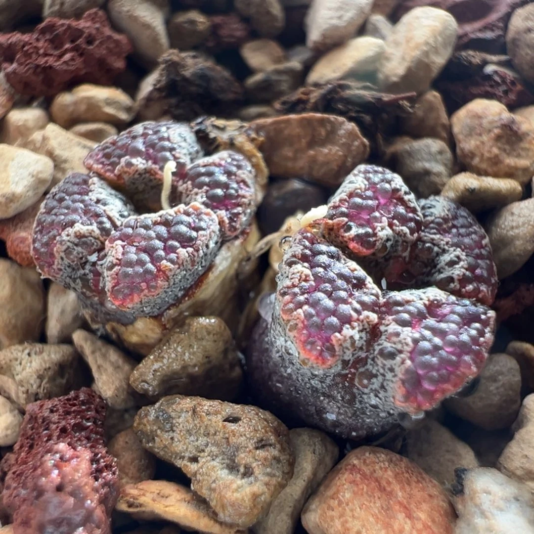 629/江南超蝶福利。  超好看色儿