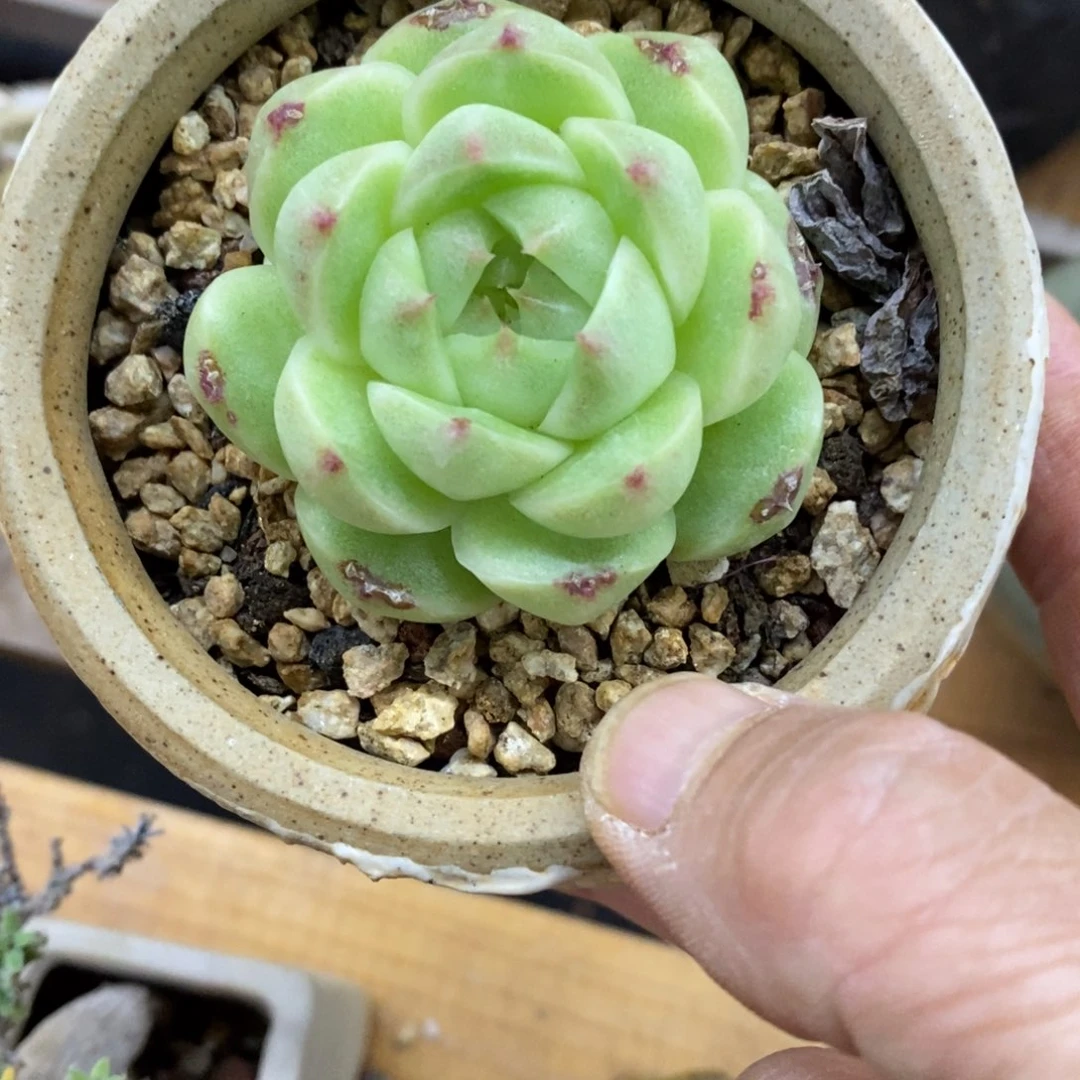 精品多肉一物一拍不包整133