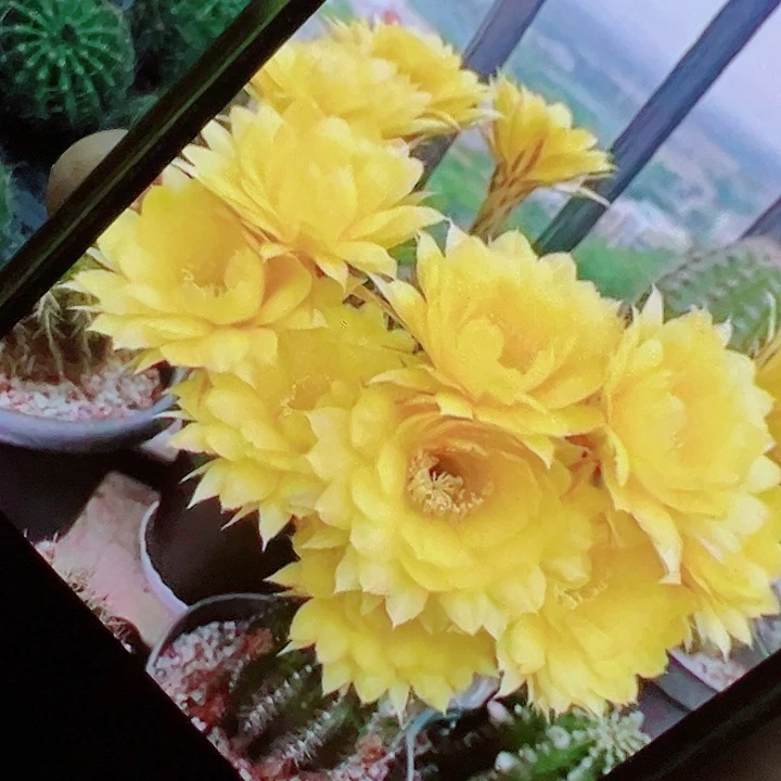 彩草 欢乐 侧芽 厘米 满20包邮