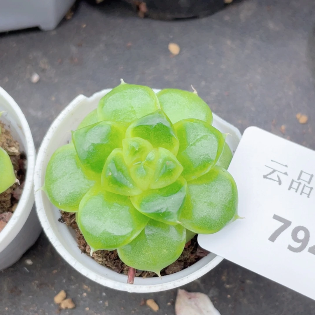 794号糖心冰心珍妮 太阳花