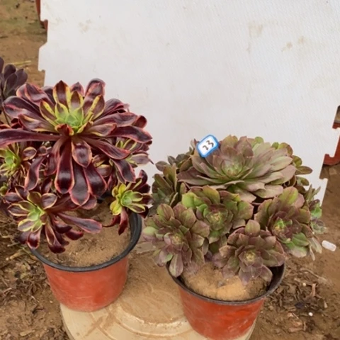 两颗法师一物一拍