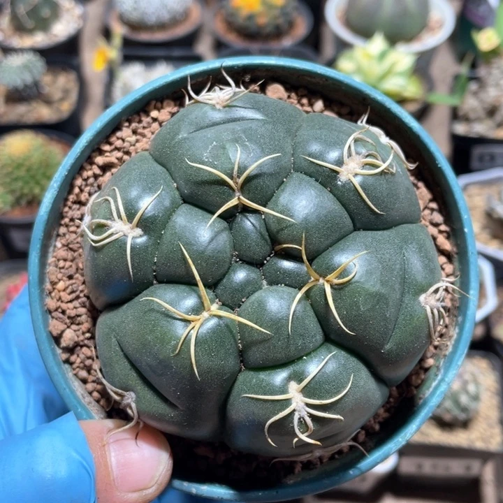 153实生趴刺美花海王