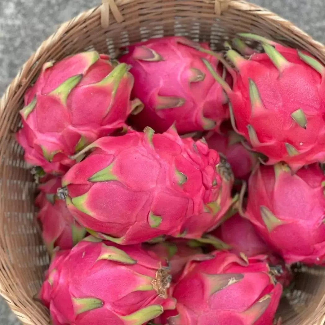 云南巨甜火龙果红心新鲜10斤大果水果当季整箱顺丰包邮新鲜火龙果