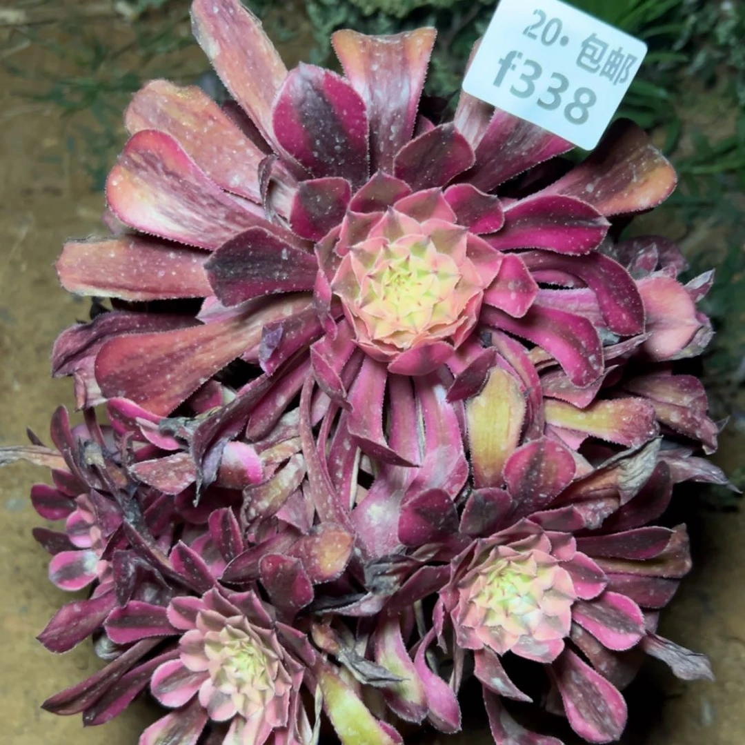 338红铜白，满20包邮