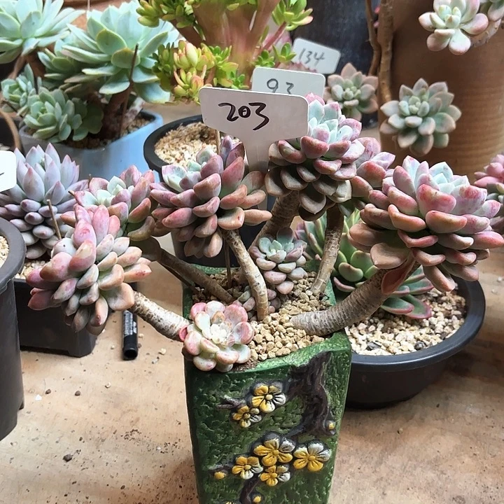 多肉植物，花班露203号