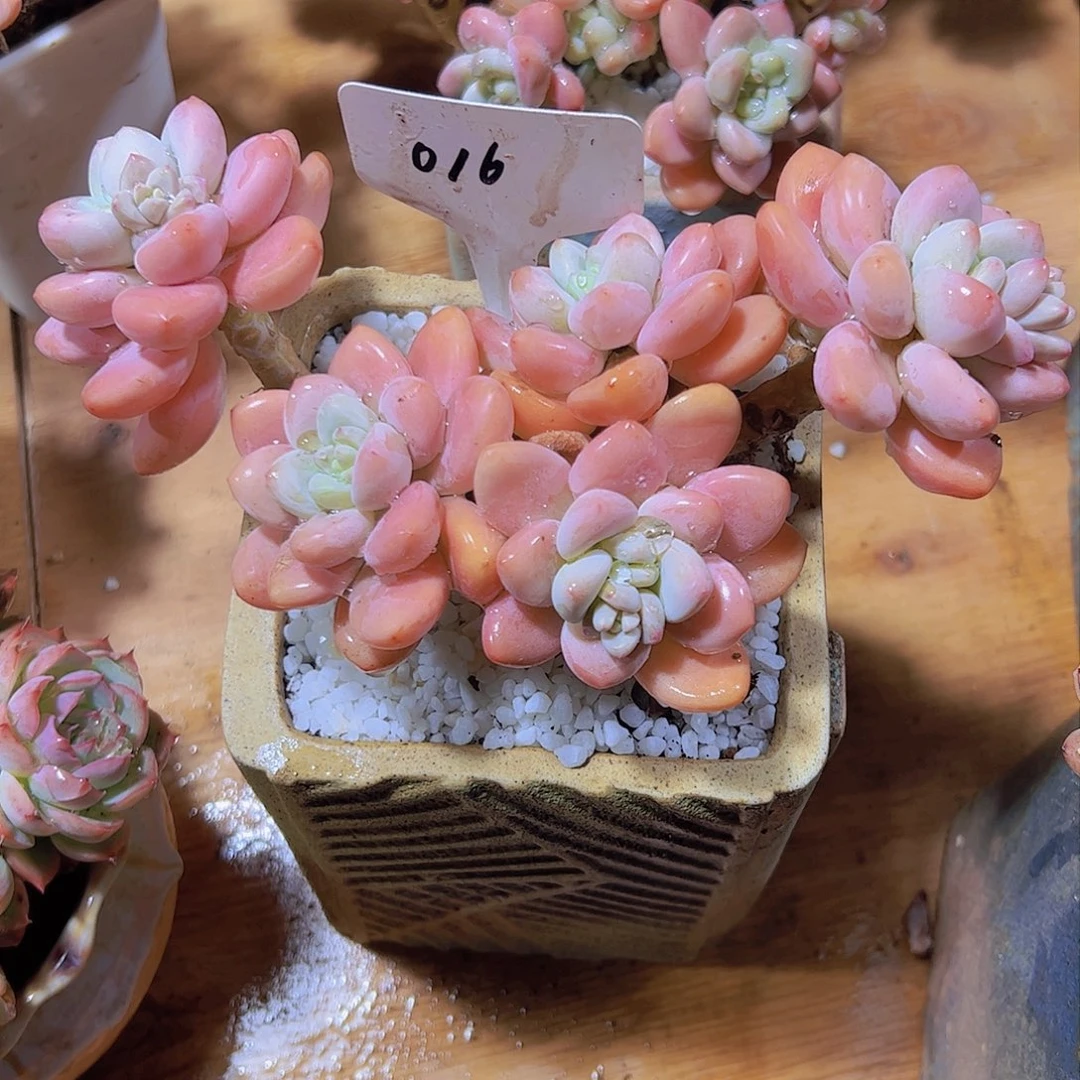 *️**16红洛神。。。。。。。