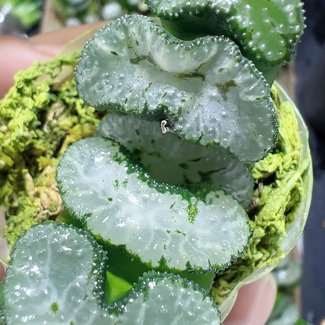 青花实生玉扇十二卷