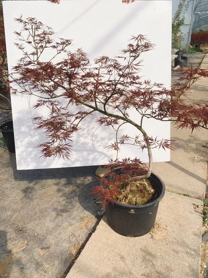 原生外山羽毛 稻叶羽毛枫 自然飘逸彩叶枫树