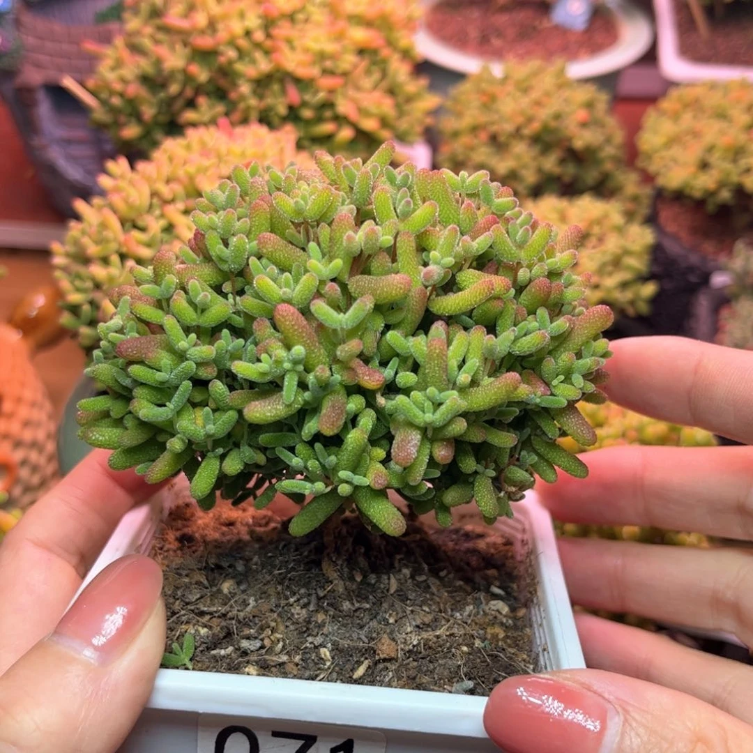 071蜜桔可爱多肉植物