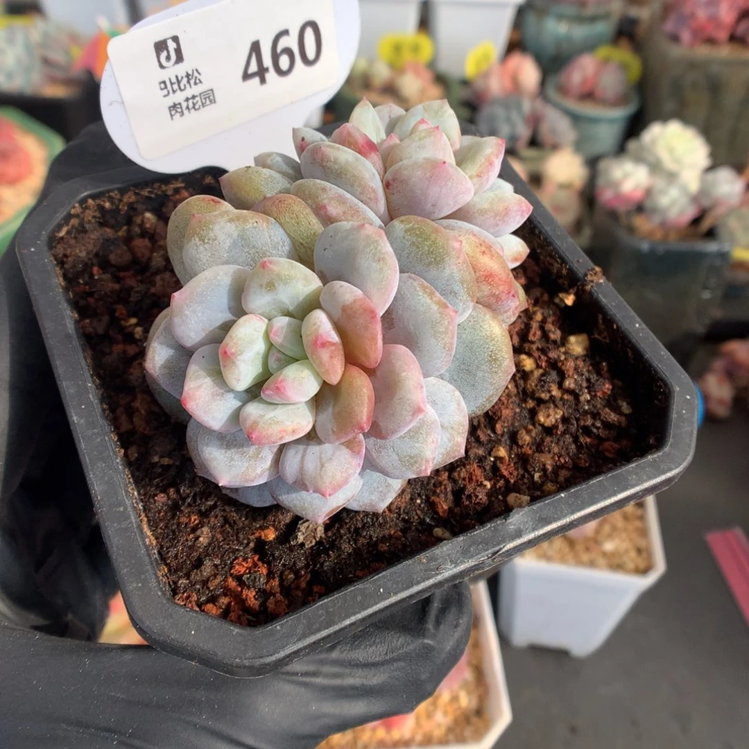 460 双头星影石化多肉