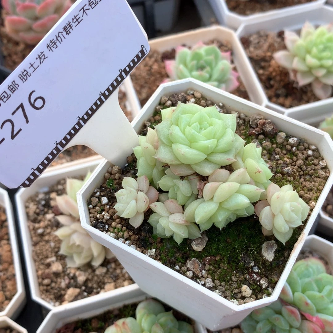 以***晴编号花朵麦秆老桩58包邮不包整