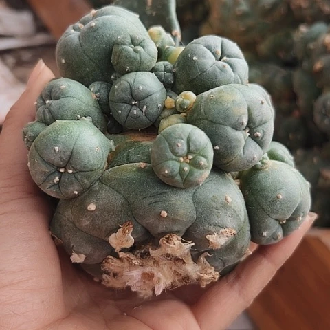 910海鲜锦仙人球