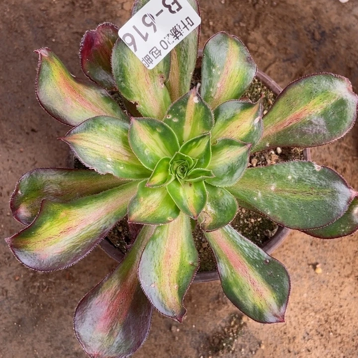 616魅影中班多肉1，12345678多肉