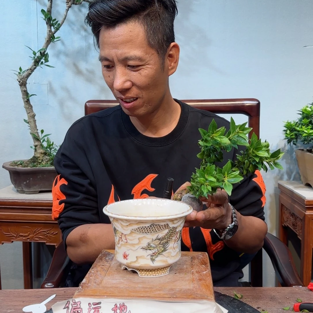 当前无花朵，栽培后可花朵呆*