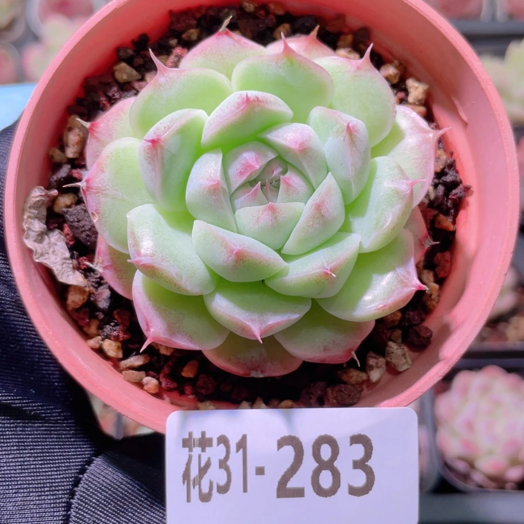 花利美31-283麦秆