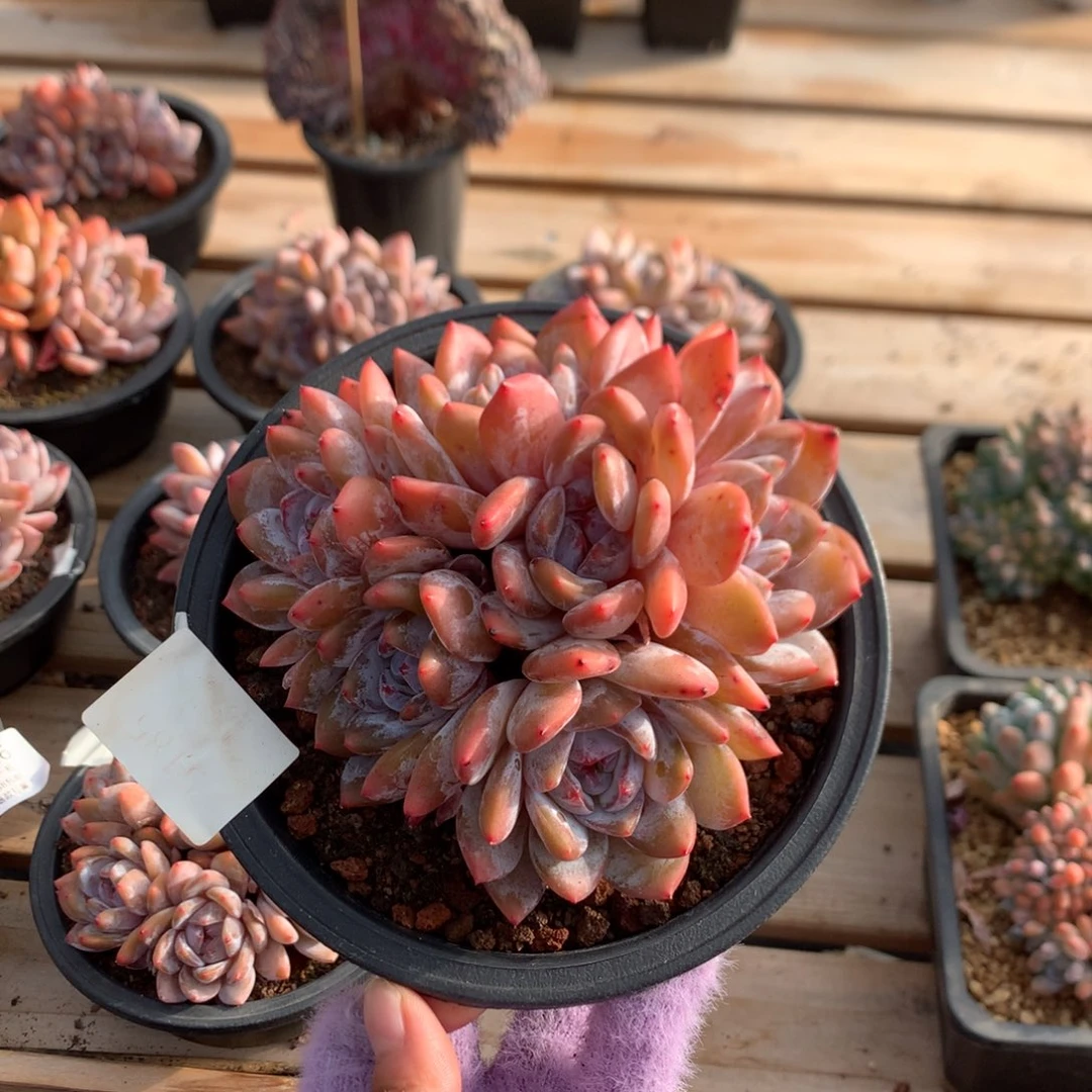 14厘米六头溏心雪天使 无砍 5185