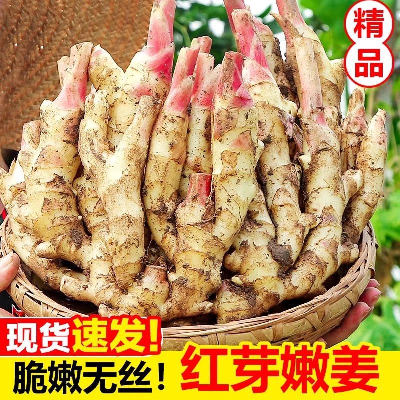 现挖四川仔姜新鲜嫩姜板姜红芽嫩姜竹根姜糖醋姜腌制泡菜姜板姜