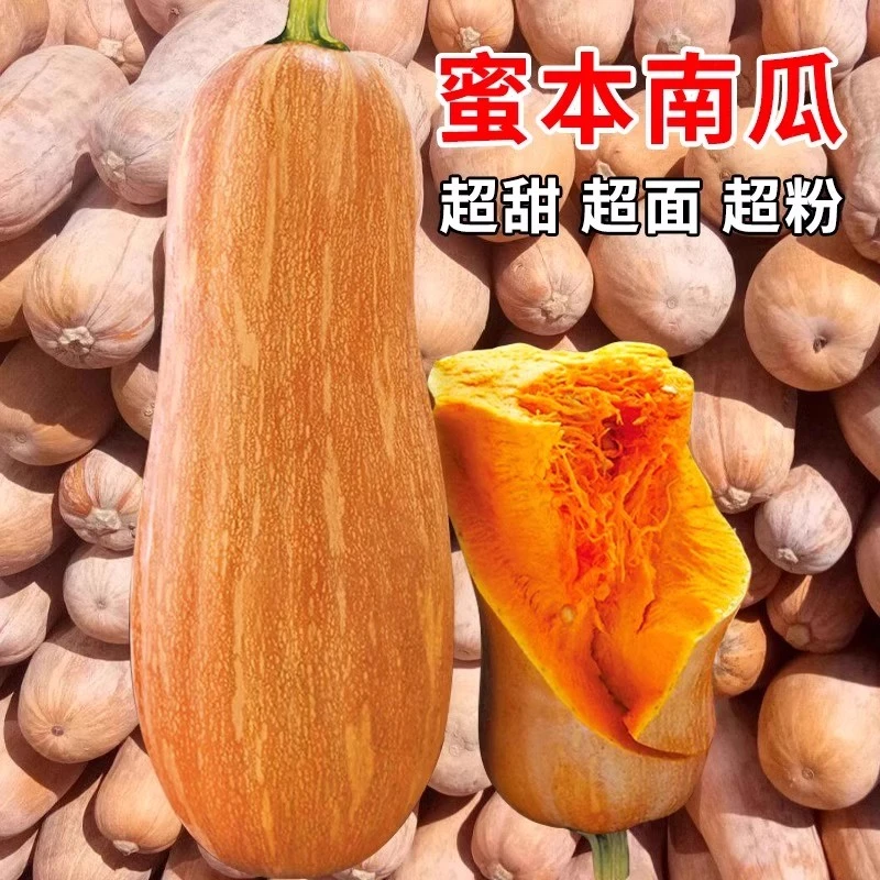 蜜本南瓜种子粉糯香甜肉细春夏秋四季蔬菜种籽