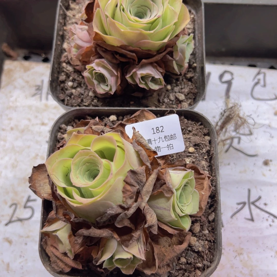 182 侧牙掉了不包损无售后