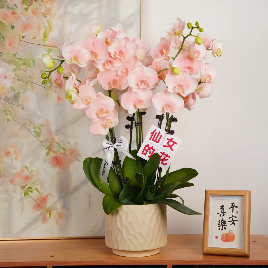 【蔷薇之恋】喷染蝴蝶兰精致组盆 开花株 室内绿植 养兰基地直发