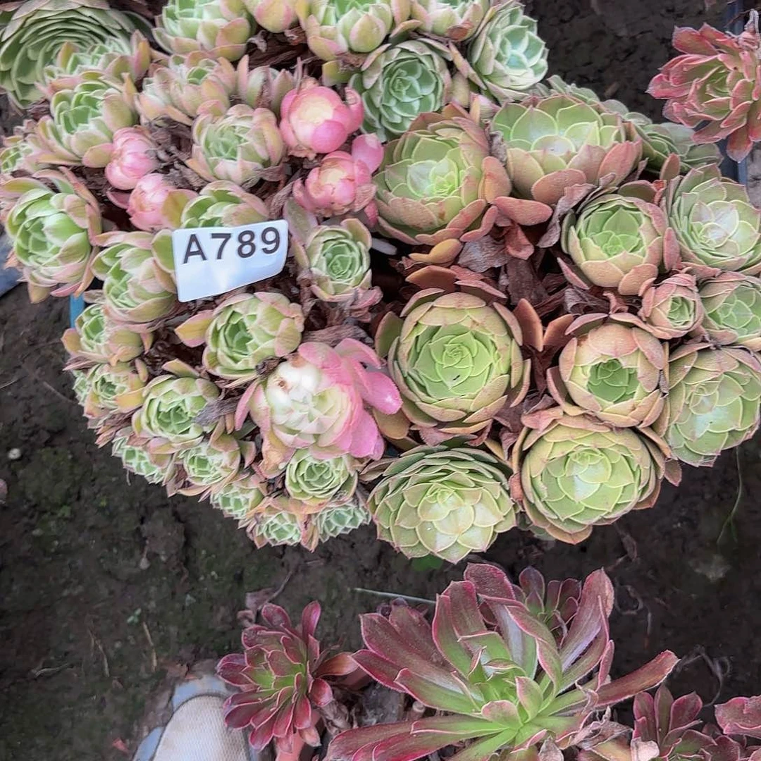 海王5-38-789偏远不包邮