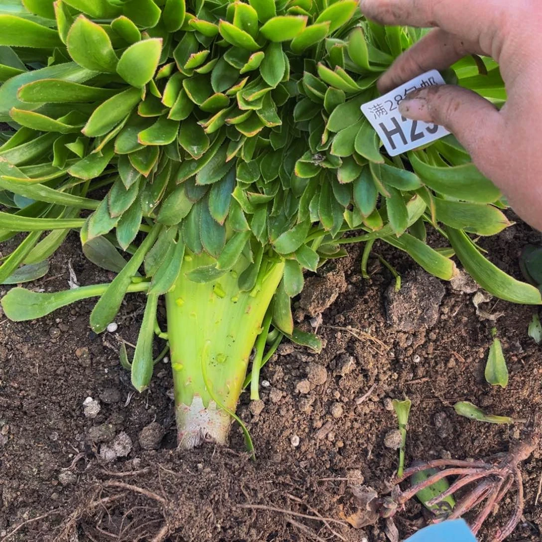 298多肉植物一物一拍