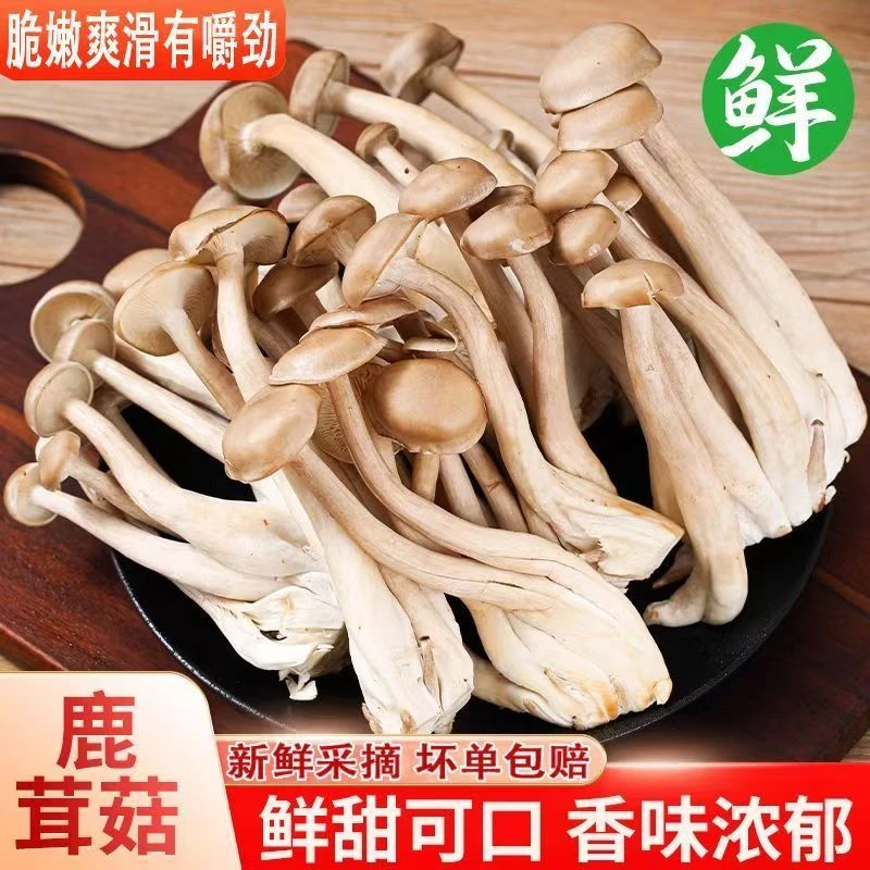 【顺丰包邮】新鲜鹿茸菇精选新鲜采摘超值装火锅炖汤食用菌净重两斤