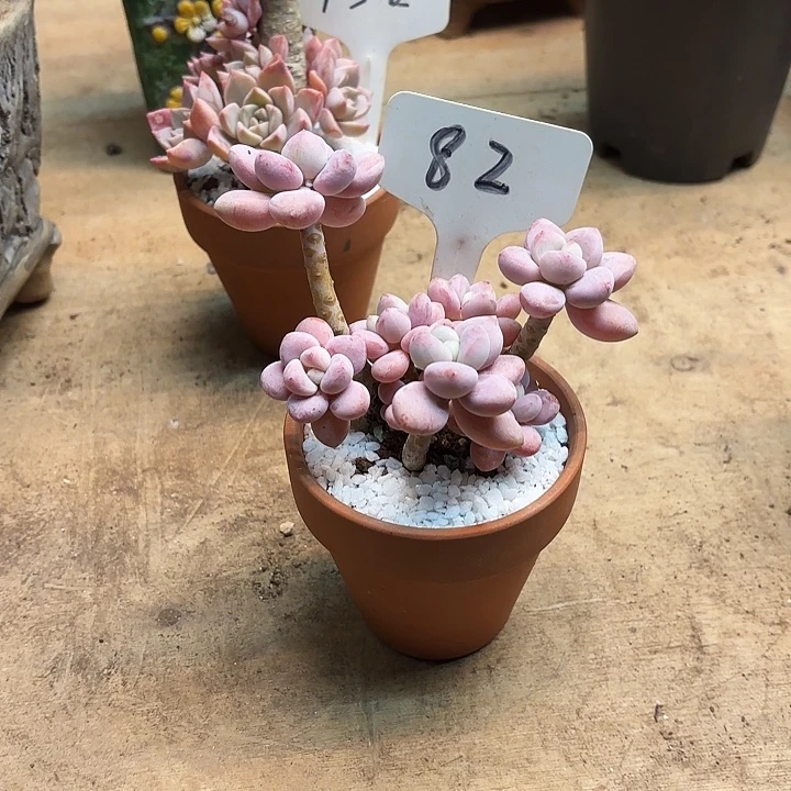 多肉植物，落神82号