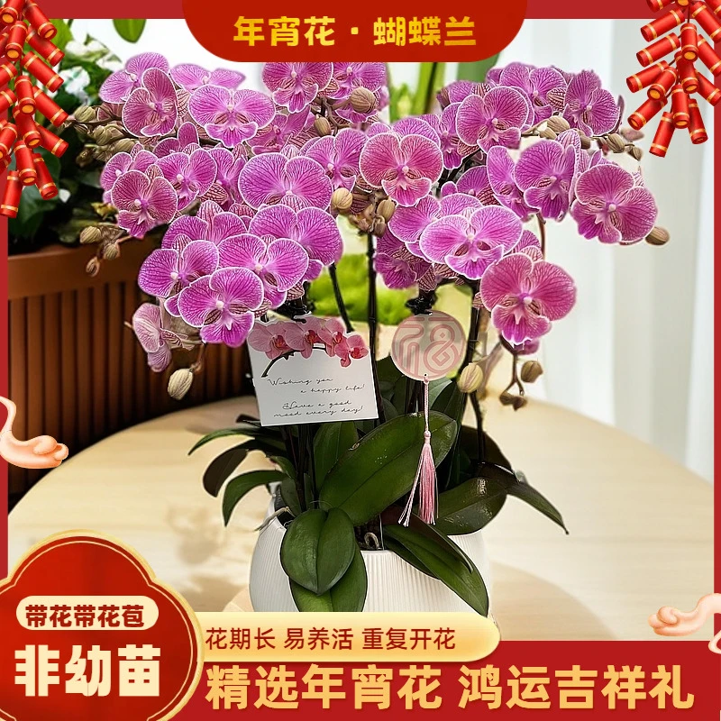 【人鱼公主】-梦茜儿的花坊-大苗情花好养耐养绿植带花卉盆栽