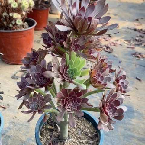 灰法多肉植物025