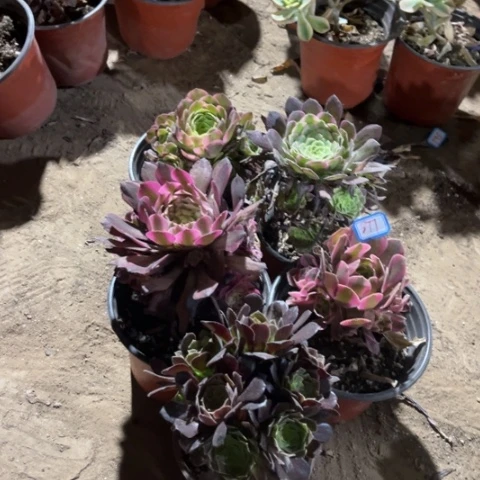 877多肉植物组合