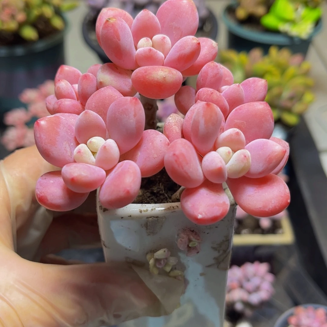 107樱花洛神9厘米多肉